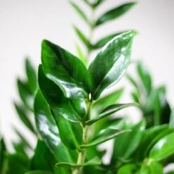 Zamioculcas Zamiifolia | Groene Kamerplant | Palm | Pot 21cm | Hoogte 75 Cm | Geleverd In Kwekerspot -Tuinverzorgings Winkel 1200x1200 1402