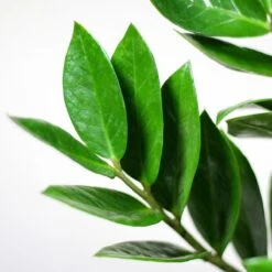 Zamioculcas Zamiifolia | Groene Kamerplant | Palm | Pot 21cm | Hoogte 75 Cm | Geleverd In Kwekerspot -Tuinverzorgings Winkel 1200x1200 1403