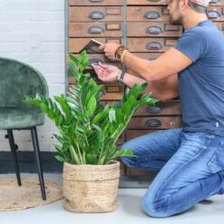 Zamioculcas Zamiifolia | Groene Kamerplant | Palm | Pot 21cm | Hoogte 75 Cm | Geleverd In Kwekerspot -Tuinverzorgings Winkel 1200x1200 1404