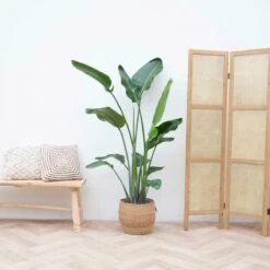 Strelitzia Nicolai - 180cm