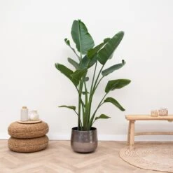 Strelitzia Nicolai - 180cm -Tuinverzorgings Winkel 1200x1200 1408
