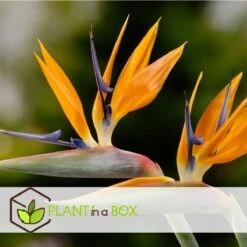 Plant In A Box - Strelitzia Reginea - Set Van 2 - Tropische Kamerplant - Paradijsvogelbloem - Pot 9cm - Hoogte 25-40cm -Tuinverzorgings Winkel 1200x1200 1411