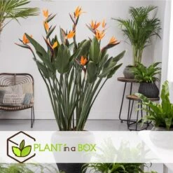 Plant In A Box - Strelitzia Reginea - Set Van 2 - Tropische Kamerplant - Paradijsvogelbloem - Pot 9cm - Hoogte 25-40cm -Tuinverzorgings Winkel 1200x1200 1413
