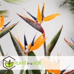 Plant In A Box - Strelitzia Reginea - Set Van 2 - Tropische Kamerplant - Paradijsvogelbloem - Pot 9cm - Hoogte 25-40cm -Tuinverzorgings Winkel 1200x1200 1415
