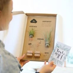 Luchtplantjes -Tuinverzorgings Winkel 1200x1200 1421