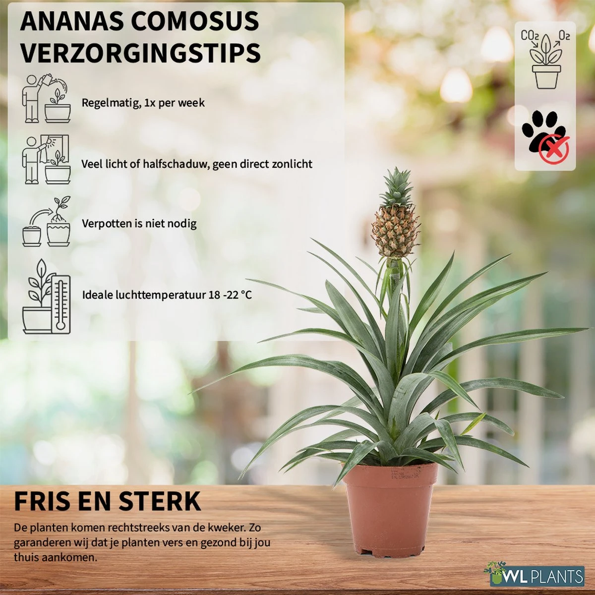 WL Plants - Ananasplant - Ananas Comosus - Kamerplanten - Bromelia - Anti Snurk - Zeer Luchtzuiverend - Gemakkelijk Te Verzorgen - ± 45cm hoog – 12 cm diameter - In Kweekpot WL Plants - Ananasplant - Ananas Comosus - Kamerplanten - Bromelia - Anti Snurk - Zeer Luchtzuiverend - Gemakkelijk Te Verzorgen - ± 45cm Hoog – 12 Cm Diameter - In Kweekpot -Tuinverzorgings Winkel 1200x1200 1422