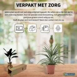 WL Plants - Ananasplant - Ananas Comosus - Kamerplanten - Bromelia - Anti Snurk - Zeer Luchtzuiverend - Gemakkelijk Te Verzorgen - ± 45cm Hoog – 12 Cm Diameter - In Kweekpot 5 WL Plants - Ananasplant - Ananas Comosus - Kamerplanten - Bromelia - Anti Snurk - Zeer Luchtzuiverend - Gemakkelijk Te Verzorgen - ± 45cm Hoog – 12 Cm Diameter - In Kweekpot -Tuinverzorgings Winkel 1200x1200 1423