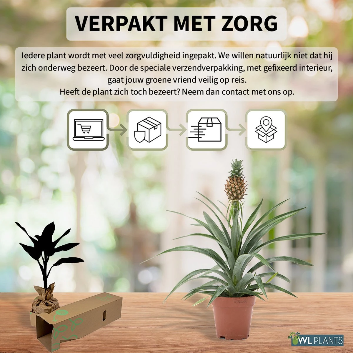 WL Plants - Ananasplant - Ananas Comosus - Kamerplanten - Bromelia - Anti Snurk - Zeer Luchtzuiverend - Gemakkelijk Te Verzorgen - ± 45cm hoog – 12 cm diameter - In Kweekpot WL Plants - Ananasplant - Ananas Comosus - Kamerplanten - Bromelia - Anti Snurk - Zeer Luchtzuiverend - Gemakkelijk Te Verzorgen - ± 45cm Hoog – 12 Cm Diameter - In Kweekpot -Tuinverzorgings Winkel 1200x1200 1423