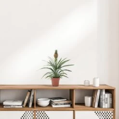 WL Plants - Ananasplant - Ananas Comosus - Kamerplanten - Bromelia - Anti Snurk - Zeer Luchtzuiverend - Gemakkelijk Te Verzorgen - ± 45cm Hoog – 12 Cm Diameter - In Kweekpot 6 WL Plants - Ananasplant - Ananas Comosus - Kamerplanten - Bromelia - Anti Snurk - Zeer Luchtzuiverend - Gemakkelijk Te Verzorgen - ± 45cm Hoog – 12 Cm Diameter - In Kweekpot -Tuinverzorgings Winkel 1200x1200 1424