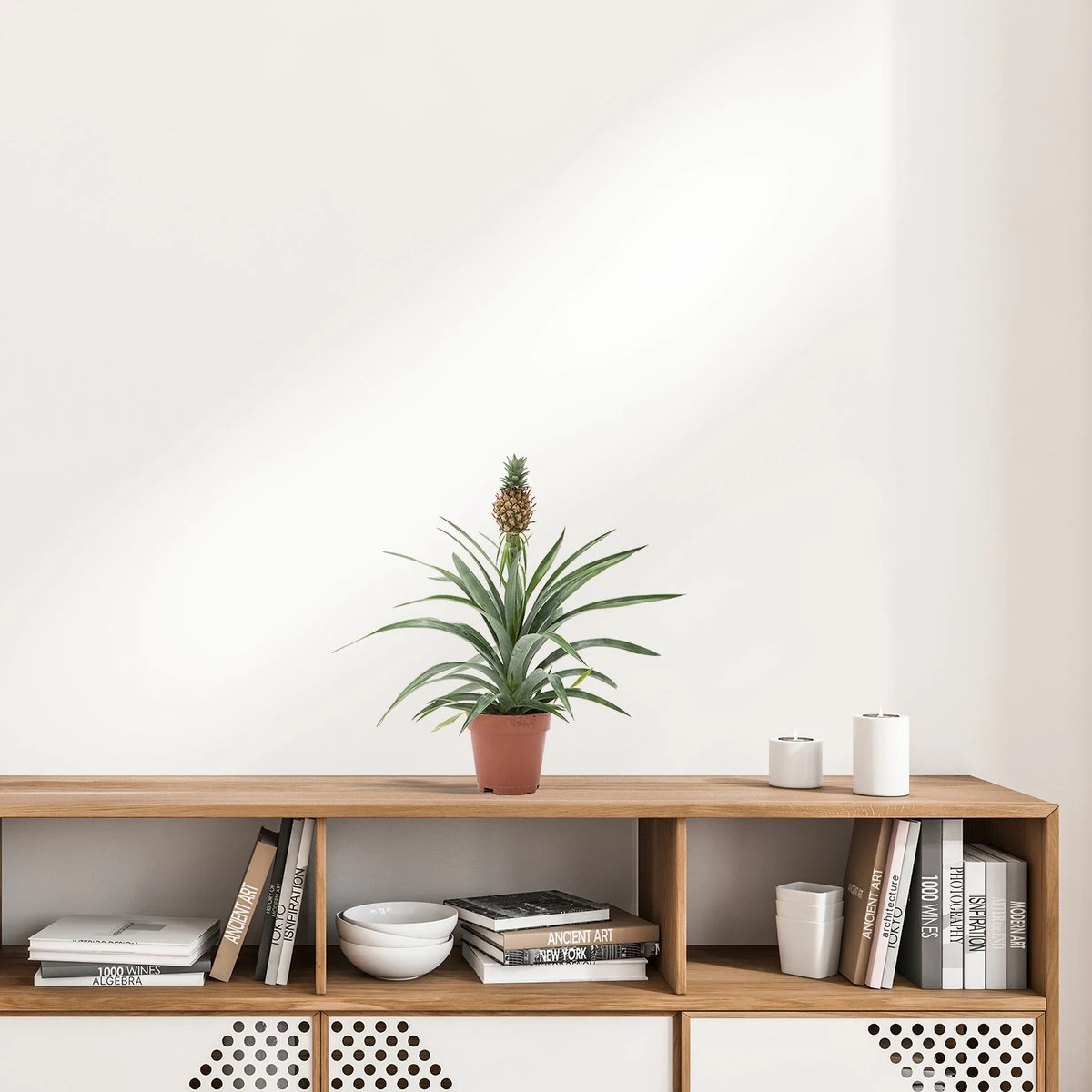 WL Plants - Ananasplant - Ananas Comosus - Kamerplanten - Bromelia - Anti Snurk - Zeer Luchtzuiverend - Gemakkelijk Te Verzorgen - ± 45cm hoog – 12 cm diameter - In Kweekpot WL Plants - Ananasplant - Ananas Comosus - Kamerplanten - Bromelia - Anti Snurk - Zeer Luchtzuiverend - Gemakkelijk Te Verzorgen - ± 45cm Hoog – 12 Cm Diameter - In Kweekpot -Tuinverzorgings Winkel 1200x1200 1424