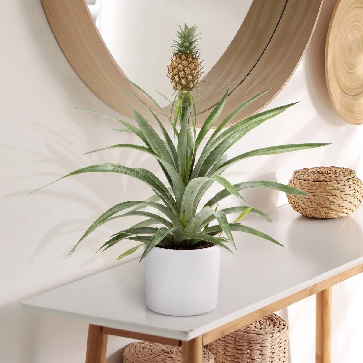 WL Plants - Ananasplant - Ananas Comosus - Kamerplanten - Bromelia - Anti Snurk - Zeer Luchtzuiverend - Gemakkelijk Te Verzorgen - ± 45cm hoog – 12 cm diameter - In Kweekpot WL Plants - Ananasplant - Ananas Comosus - Kamerplanten - Bromelia - Anti Snurk - Zeer Luchtzuiverend - Gemakkelijk Te Verzorgen - ± 45cm Hoog – 12 Cm Diameter - In Kweekpot -Tuinverzorgings Winkel 1200x1200 1425