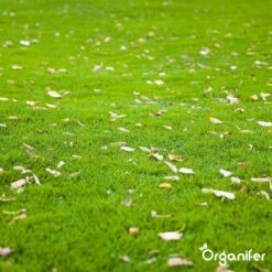 Herstelgazon Graszaad Met Grote Kiemkracht – Fast Repair (1 Kg Voor 50m2) Organifer 11 Herstelgazon Graszaad Met Grote Kiemkracht – Fast Repair (1 Kg Voor 50m2) Organifer -Tuinverzorgings Winkel 1200x1200 1434
