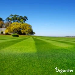 Herstelgazon Graszaad Met Grote Kiemkracht – Fast Repair (1 Kg Voor 50m2) Organifer 12 Herstelgazon Graszaad Met Grote Kiemkracht – Fast Repair (1 Kg Voor 50m2) Organifer -Tuinverzorgings Winkel 1200x1200 1435
