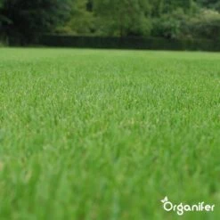 Herstelgazon Graszaad Met Grote Kiemkracht – Fast Repair (1 Kg Voor 50m2) Organifer 13 Herstelgazon Graszaad Met Grote Kiemkracht – Fast Repair (1 Kg Voor 50m2) Organifer -Tuinverzorgings Winkel 1200x1200 1436