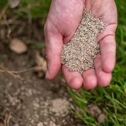 ECOstyle Extra Graszaad Herstel - Inzaaien Van Kale Plekken En Beschadigde Delen - Vogelwerende Coating - Dicht & Sterk Gazon - Kiemt Bij Lage Temperatuur - 4-6 M² - 100 GR -Tuinverzorgings Winkel 1200x1200 1443