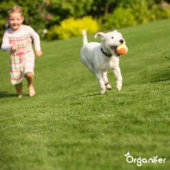 Speelgazon Graszaad (1kg Voor 50m2) - Snelkiemend En Zelfherstellend Sportgazon Bestand Tegen Betreding - Resilient - Organifer -Tuinverzorgings Winkel 1200x1200 1468