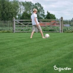 Speelgazon Graszaad (1kg Voor 50m2) - Snelkiemend En Zelfherstellend Sportgazon Bestand Tegen Betreding - Resilient - Organifer -Tuinverzorgings Winkel 1200x1200 1471
