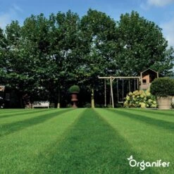 Speelgazon Graszaad (1kg Voor 50m2) - Snelkiemend En Zelfherstellend Sportgazon Bestand Tegen Betreding - Resilient - Organifer -Tuinverzorgings Winkel 1200x1200 1473