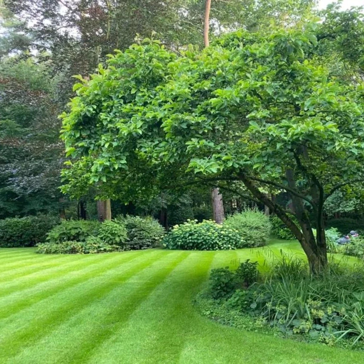 Schaduw Graszaad voor 100m² Gras | Voor een Gazon met Veel Schaduw | Hitte & Droogte Resistent Schaduw Graszaad Voor 100m² Gras | Voor Een Gazon Met Veel Schaduw | Hitte & Droogte Resistent -Tuinverzorgings Winkel 1200x1200 1489