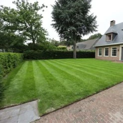 Snelkiemend Power Graszaad Voor 50m² Gras | Hoge Kwaliteit Gras Voor Een Snel Groeiend Meerjarig Gazon -Tuinverzorgings Winkel 1200x1200 1513