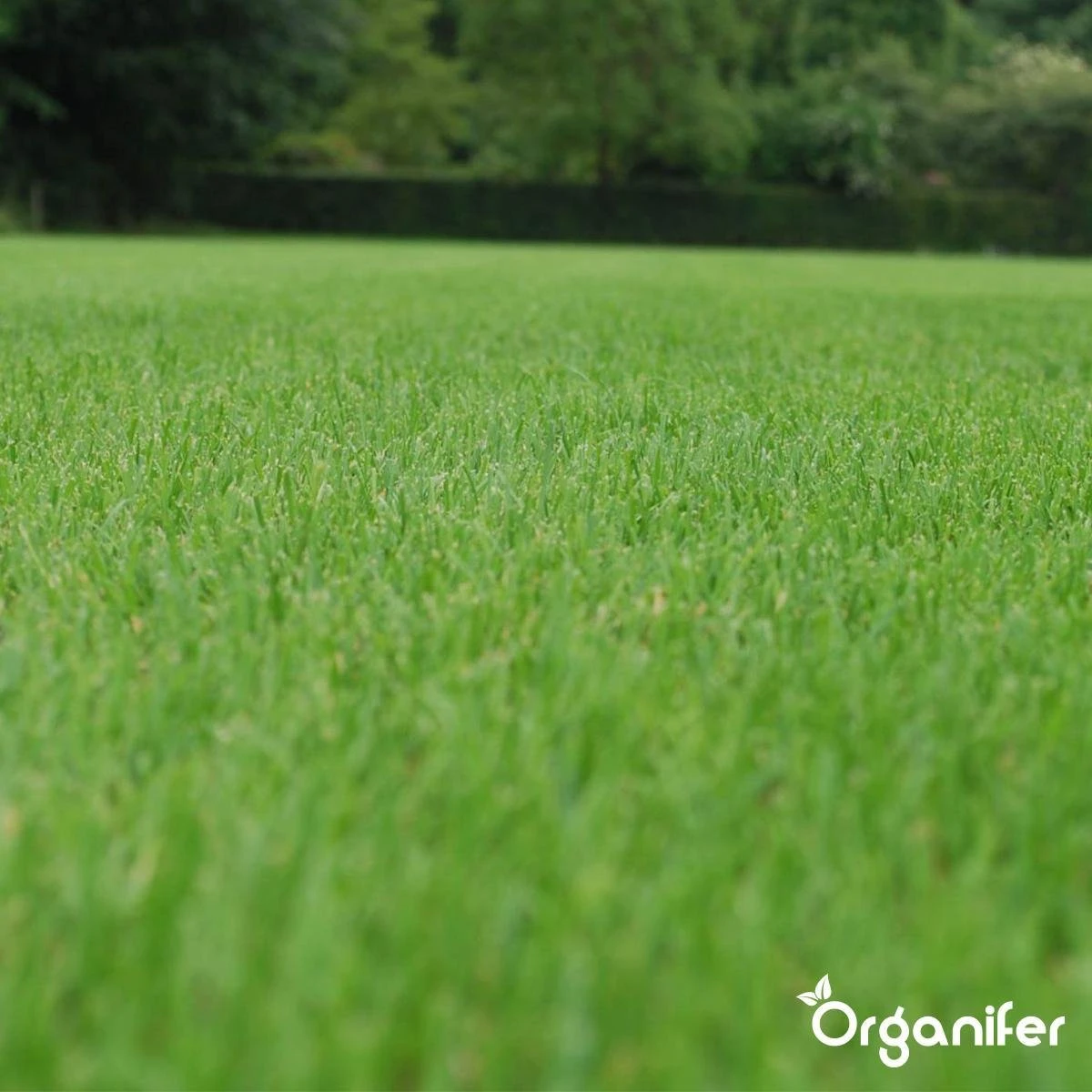 Herstelgazon Graszaad met grote kiemkracht – Fast Repair (5 Kg voor 250m2) Organifer Herstelgazon Graszaad Met Grote Kiemkracht – Fast Repair (5 Kg Voor 250m2) Organifer -Tuinverzorgings Winkel 1200x1200 1545
