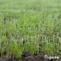 Herstelgazon Graszaad Met Grote Kiemkracht – Fast Repair (5 Kg Voor 250m2) Organifer 8 Herstelgazon Graszaad Met Grote Kiemkracht – Fast Repair (5 Kg Voor 250m2) Organifer -Tuinverzorgings Winkel 1200x1200 1548