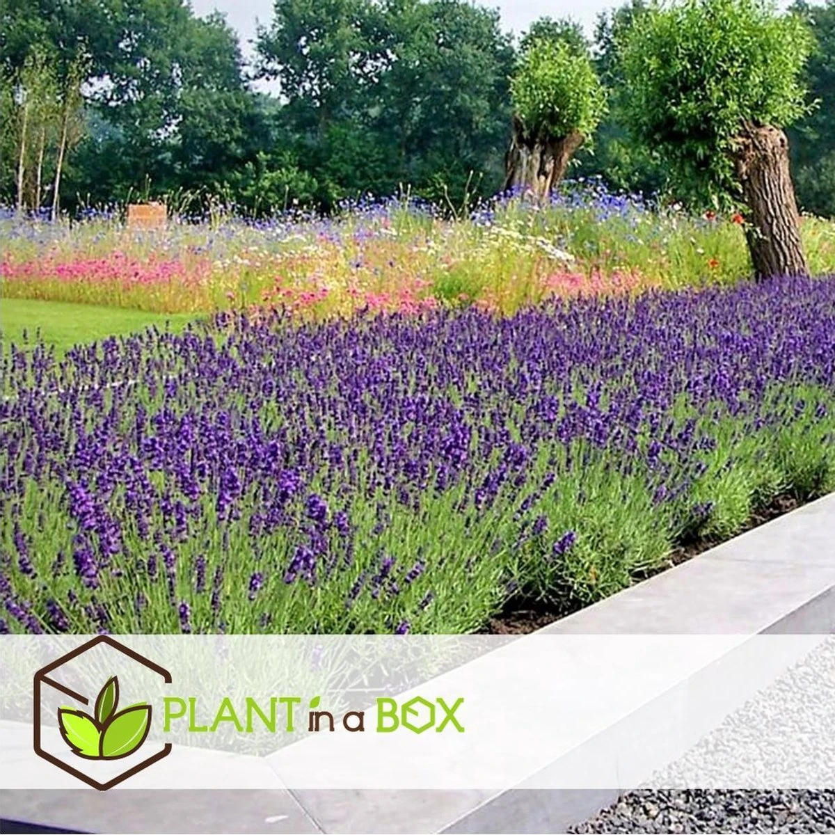 Plant in a Box - Lavandula angustifolia - Set van 6 - Winterharde Lavendel struikjes - Pot 10.5cm - Hoogte 10-15cm Plant In A Box - Lavandula Angustifolia - Set Van 6 - Winterharde Lavendel Struikjes - Pot 10.5cm - Hoogte 10-15cm -Tuinverzorgings Winkel 1200x1200 1564