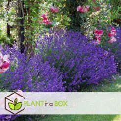 Plant In A Box - Lavandula Angustifolia - Set Van 6 - Winterharde Lavendel Struikjes - Pot 10.5cm - Hoogte 10-15cm 5 Plant In A Box - Lavandula Angustifolia - Set Van 6 - Winterharde Lavendel Struikjes - Pot 10.5cm - Hoogte 10-15cm -Tuinverzorgings Winkel 1200x1200 1565