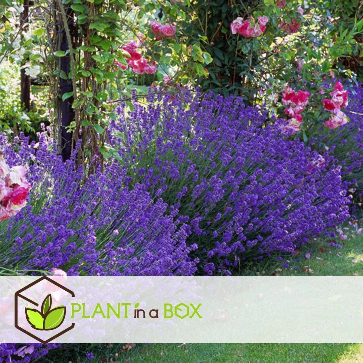 Plant in a Box - Lavandula angustifolia - Set van 6 - Winterharde Lavendel struikjes - Pot 10.5cm - Hoogte 10-15cm Plant In A Box - Lavandula Angustifolia - Set Van 6 - Winterharde Lavendel Struikjes - Pot 10.5cm - Hoogte 10-15cm -Tuinverzorgings Winkel 1200x1200 1565