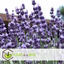 Plant In A Box - Lavandula Angustifolia - Set Van 6 - Winterharde Lavendel Struikjes - Pot 10.5cm - Hoogte 10-15cm 6 Plant In A Box - Lavandula Angustifolia - Set Van 6 - Winterharde Lavendel Struikjes - Pot 10.5cm - Hoogte 10-15cm -Tuinverzorgings Winkel 1200x1200 1566
