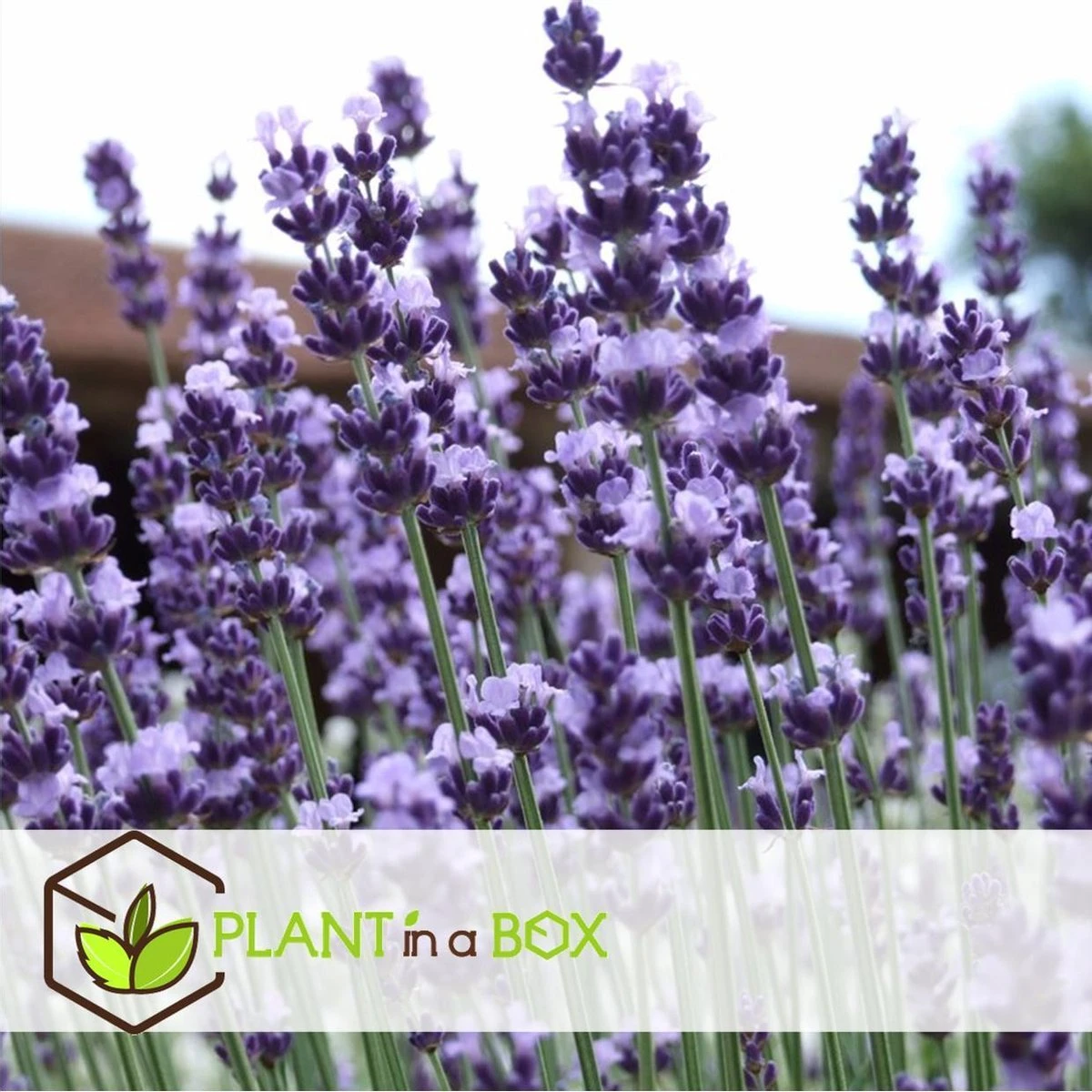 Plant in a Box - Lavandula angustifolia - Set van 6 - Winterharde Lavendel struikjes - Pot 10.5cm - Hoogte 10-15cm Plant In A Box - Lavandula Angustifolia - Set Van 6 - Winterharde Lavendel Struikjes - Pot 10.5cm - Hoogte 10-15cm -Tuinverzorgings Winkel 1200x1200 1566