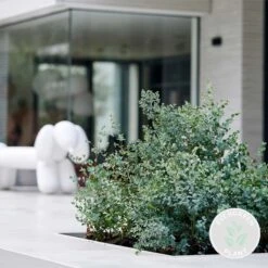 Eucalyptus Gunnii - Gomboom - Heester - Groenblijvend - ⌀17 Cm - 40-50 Cm 11 Eucalyptus Gunnii - Gomboom - Heester - Groenblijvend - ⌀17 Cm - 40-50 Cm -Tuinverzorgings Winkel 1200x1200 1568