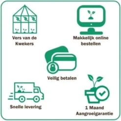 GP 12 X Prachtriet Gracillimus - Winterhard Siergras - Miscanthus Sinensis 'Gracillimus' In 9x9cm Pot Met Hoogte 5-10cm -Tuinverzorgings Winkel 1200x1200 1584