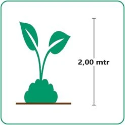 GP 12 X Prachtriet Gracillimus - Winterhard Siergras - Miscanthus Sinensis 'Gracillimus' In 9x9cm Pot Met Hoogte 5-10cm -Tuinverzorgings Winkel 1200x1200 1585