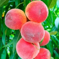 Perzikboom, Prunus Persica Patiobomen ‘Perzik', Zelfbestuivend, Winterhard 4 Perzikboom, Prunus Persica Patiobomen ‘Perzik', Zelfbestuivend, Winterhard -Tuinverzorgings Winkel 1200x1200 1590