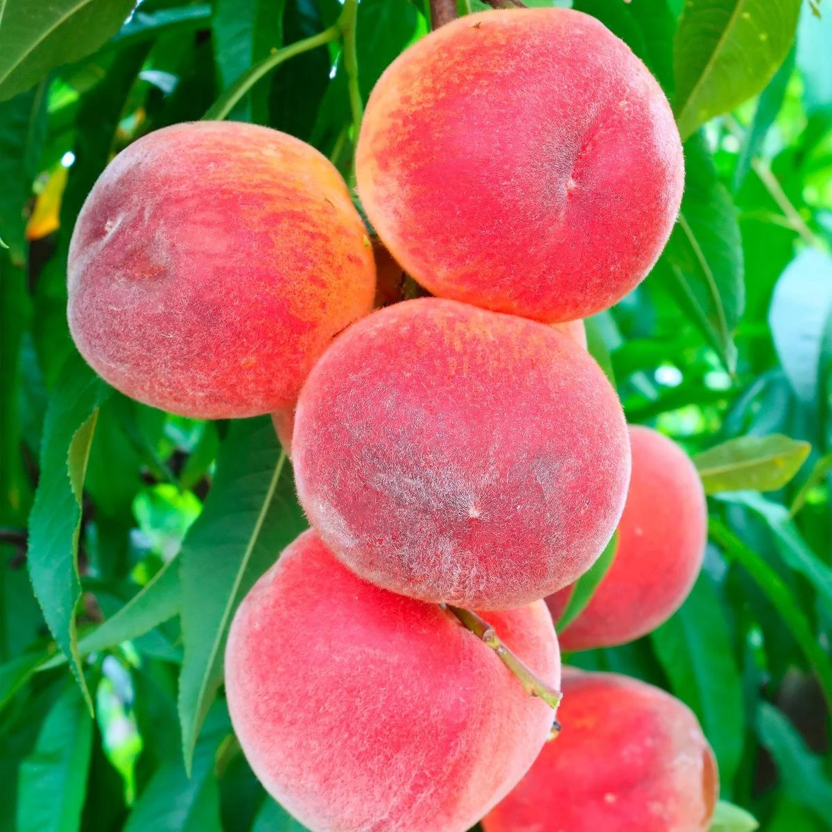 Perzikboom, Prunus persica Patiobomen ‘Perzik', zelfbestuivend, winterhard Perzikboom, Prunus Persica Patiobomen ‘Perzik', Zelfbestuivend, Winterhard -Tuinverzorgings Winkel 1200x1200 1590