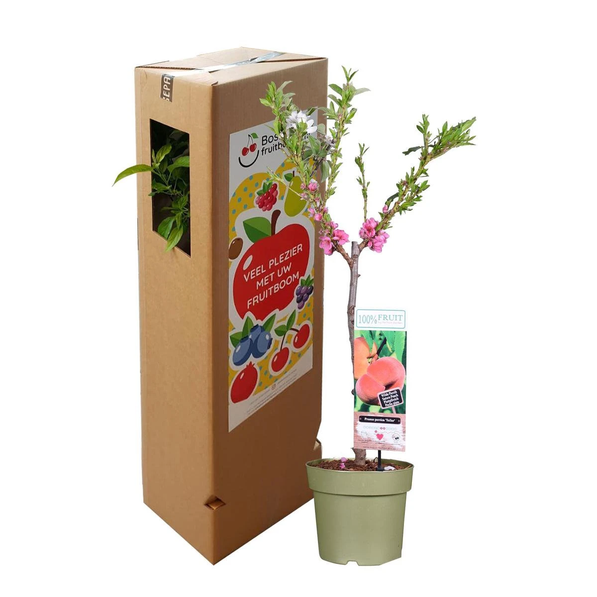 Perzikboom, Prunus persica Patiobomen ‘Perzik', zelfbestuivend, winterhard Perzikboom, Prunus Persica Patiobomen ‘Perzik', Zelfbestuivend, Winterhard -Tuinverzorgings Winkel 1200x1200 1591