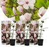 Plant In A Box - Magnolia Stellata - Set Van 3 - Brede Struik/Kleine Boom Winterhard - Roze Bloemen - Pot 9cm - Hoogte 25-40cm -Tuinverzorgings Winkel 1200x1200 1593