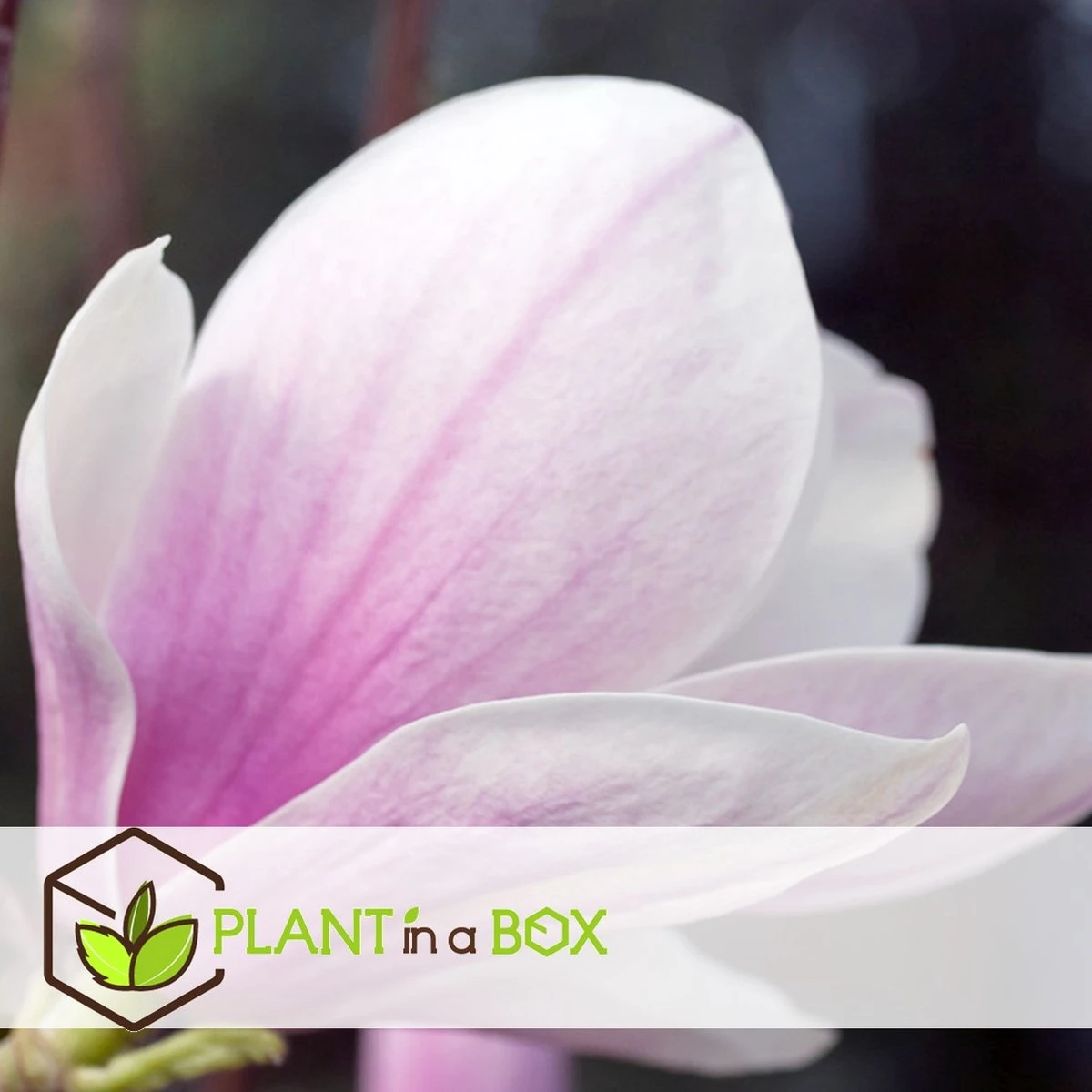 Plant in a Box - Magnolia Stellata - Set van 3 - Brede struik/Kleine boom Winterhard - Roze bloemen - Pot 9cm - Hoogte 25-40cm Plant In A Box - Magnolia Stellata - Set Van 3 - Brede Struik/Kleine Boom Winterhard - Roze Bloemen - Pot 9cm - Hoogte 25-40cm -Tuinverzorgings Winkel 1200x1200 1596