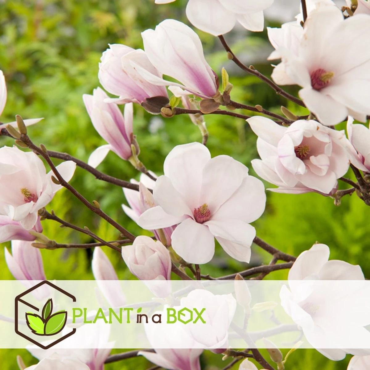 Plant in a Box - Magnolia Stellata - Set van 3 - Brede struik/Kleine boom Winterhard - Roze bloemen - Pot 9cm - Hoogte 25-40cm Plant In A Box - Magnolia Stellata - Set Van 3 - Brede Struik/Kleine Boom Winterhard - Roze Bloemen - Pot 9cm - Hoogte 25-40cm -Tuinverzorgings Winkel 1200x1200 1597