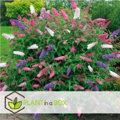 Plant In A Box - Mix Van 3 Vlinderstruiken - Buddleja Davidii 'Nanho Blue', 'Pink Delight', 'White Profusion' - Pot 9cm - Hoogte 25-40cm -Tuinverzorgings Winkel 1200x1200 1603