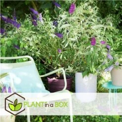 Plant In A Box - Mix Van 3 Vlinderstruiken - Buddleja Davidii 'Nanho Blue', 'Pink Delight', 'White Profusion' - Pot 9cm - Hoogte 25-40cm -Tuinverzorgings Winkel 1200x1200 1604