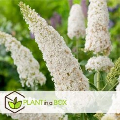 Plant In A Box - Mix Van 3 Vlinderstruiken - Buddleja Davidii 'Nanho Blue', 'Pink Delight', 'White Profusion' - Pot 9cm - Hoogte 25-40cm -Tuinverzorgings Winkel 1200x1200 1606