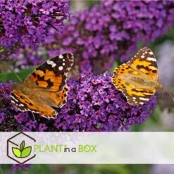 Plant In A Box - Mix Van 3 Vlinderstruiken - Buddleja Davidii 'Nanho Blue', 'Pink Delight', 'White Profusion' - Pot 9cm - Hoogte 25-40cm -Tuinverzorgings Winkel 1200x1200 1607