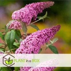 Plant In A Box - Mix Van 3 Vlinderstruiken - Buddleja Davidii 'Nanho Blue', 'Pink Delight', 'White Profusion' - Pot 9cm - Hoogte 25-40cm -Tuinverzorgings Winkel 1200x1200 1610