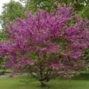Cercis Siliquastrum - Judasboom 40-50 Cm In Pot -Tuinverzorgings Winkel 1200x1200 1612