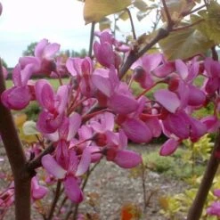 Cercis Siliquastrum - Judasboom 40-50 Cm In Pot -Tuinverzorgings Winkel 1200x1200 1613