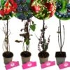 Set Van 4 Fruitplanten – 1 Gojibes, 1 Braam, 1 Appelbes, 1 Cranberry – Hoogte 15/30cm – 9cm Pot – Mix B -Tuinverzorgings Winkel 1200x1200 1616