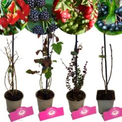 Set Van 4 Fruitplanten – 1 Gojibes, 1 Braam, 1 Appelbes, 1 Cranberry – Hoogte 15/30cm – 9cm Pot – Mix B