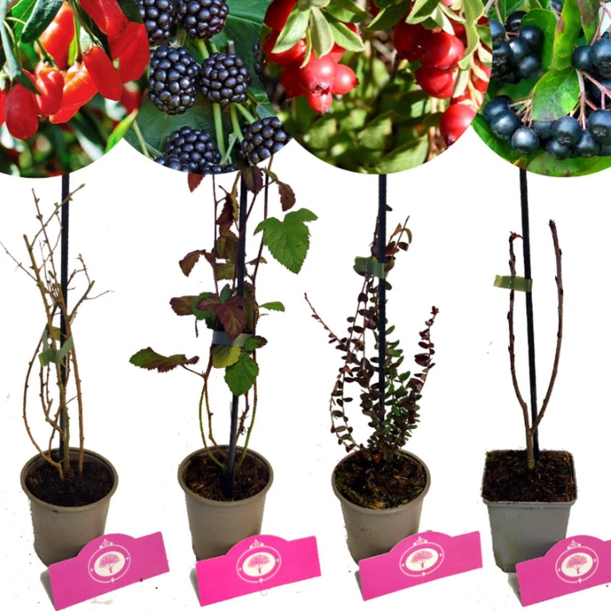 Set van 4 Fruitplanten – 1 Gojibes, 1 Braam, 1 Appelbes, 1 Cranberry – Hoogte 15/30cm – 9cm pot – Mix B Set Van 4 Fruitplanten – 1 Gojibes, 1 Braam, 1 Appelbes, 1 Cranberry – Hoogte 15/30cm – 9cm Pot – Mix B -Tuinverzorgings Winkel 1200x1200 1616